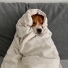 Zoey_Bear