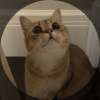 melonsoda