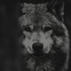 Wolf_Spirit_5499