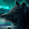 Wolfie_27349_Wild