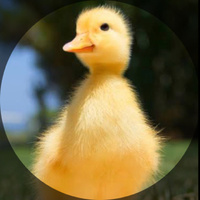 Duckling_four