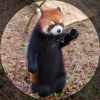 RedPandaK