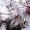 Origin_Progenitor
