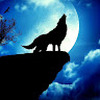 The_Wolf_3790