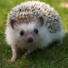 Wild_Hedgehog