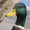 Benjamin_Neal_4089