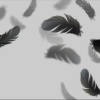 Fallen_Feathers1