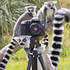 Random_Lemur
