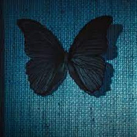 TheBlack_Butterfly