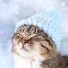 CuteWinterCat