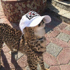 GoofyAhhCheetah