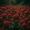 Neru_Hortensia