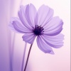 Sharon_3553