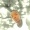 Augustine_Genesis