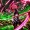 Sam_P_Conqueror010
