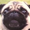 Curious_Pug1ord91