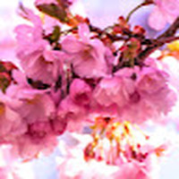 Spring_Flowers_BL