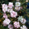 Gypsophila_