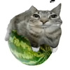 Watermelon_cat