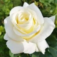 White_rose_11