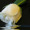 White_Rose_5061