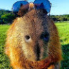 Capivara_Victor