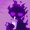 purple_player