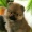 Marjolaine_52