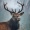Sacred_Deer