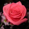 Janet_Hernandez_7834