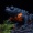 Flock_bringar