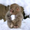 Snowball_monkey