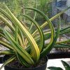 Arsyfa_Sansevieria