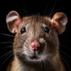 rat_face