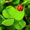 Ladybug_On_Clover