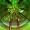 ORT