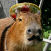 capybara_man