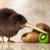 Kiwi65