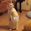 Meowinator