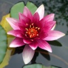 Flor_de_Lotus