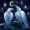 Star3_Whisperer7