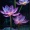 fen_lian_hua