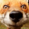 CuriousFox