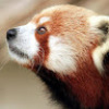 RedPanda123