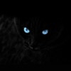 Black_Cat99