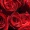 Fortune_Oke