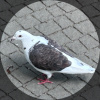 Whitepigeonandpoo