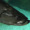 LePhis