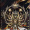 GoldenHornedBeast3