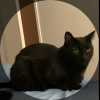 Meow_Meow_Kit_Kat